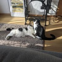 Dringend!!! Tierheim droht!!