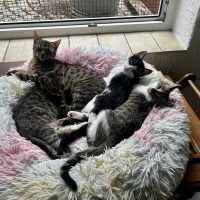 Sie alle warten in unserer Katzenstube auf ihr eigenes Zuhause