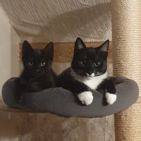 Schnurrbert und Ohnezahn