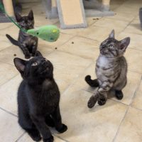 Joey, Mickey und Spanky - 3 kleine Strolche