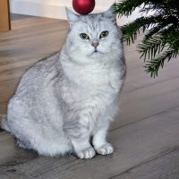 Maja